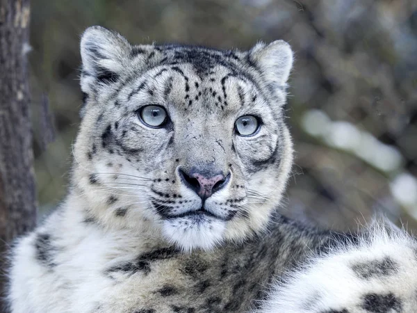 Retrato Snow Leopard Uncia Uncia — Foto de Stock