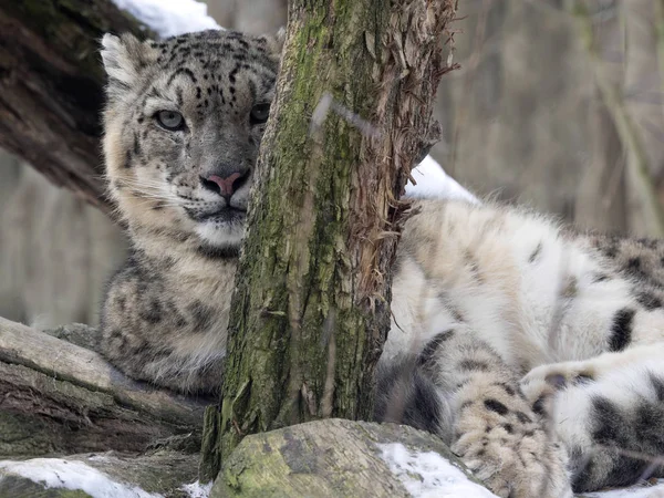 Retrato Snow Leopard Uncia Uncia — Foto de Stock