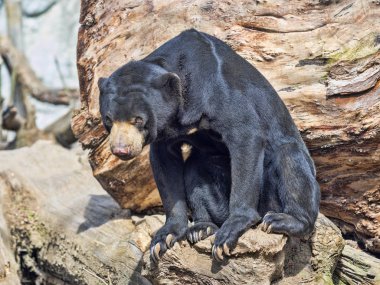 En küçük ayı, Malaya Güneş ayı, Helarctos malayanus dalı