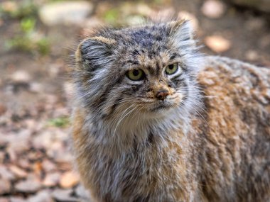 Pallas kedisi, Otocolobus manul, güzel bir dağ kedi