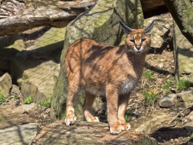 Caracal, Caracal, çok çevik bir kedi.