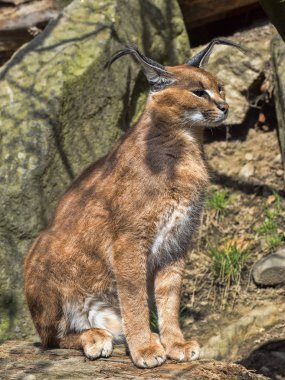 Caracal, Caracal, çok çevik bir kedi.