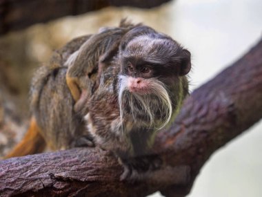 Bu pembe maymun İmparator, Saguinus İmparator subgrisescens, kadın, Genç