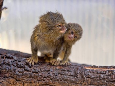 Pigme marmoset, Callithrix pygmaea niveiventris, kadın, Bebek
