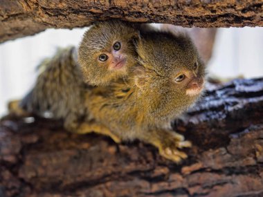 Pigme marmoset, Callithrix pygmaea niveiventris, kadın, Bebek