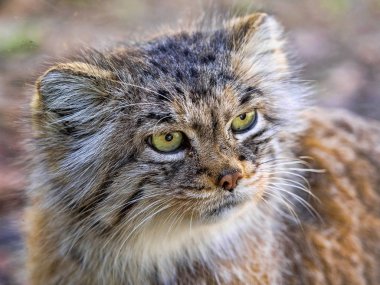 Pallas kedisi, Otocolobus manul, güzel bir dağ kedi