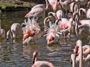 Pembe Flamingo, kitle banyo için Phoenicopterus ruber çevresi sürüsü