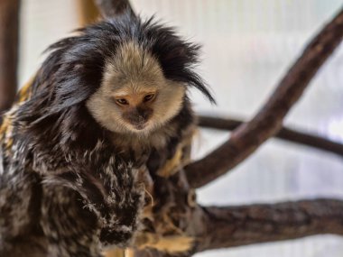 Siyah tufted marmoset, Callithrix penicillata, büyük fırçaları kafasına sahip.