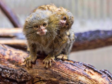 Pigme marmoset, Callithrix pygmaea niveiventris, kadın, Bebek
