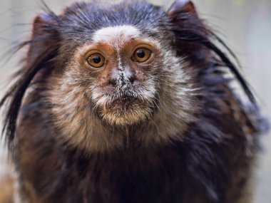 Siyah tufted marmoset, Callithrix penicillata, büyük fırçaları kafasına sahip.