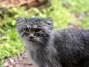 Portrait of Pallas' cat, Otocolobus manul