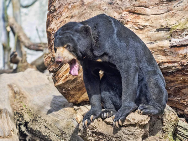 En küçük ayı, Malaya Güneş ayı, Helarctos malayanus dalı