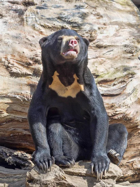 Oso Sol Malasia Helarctos Malayanus Oso Más Pequeño — Foto de Stock