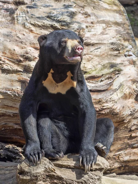 Oso Sol Malasia Helarctos Malayanus Oso Más Pequeño —  Fotos de Stock