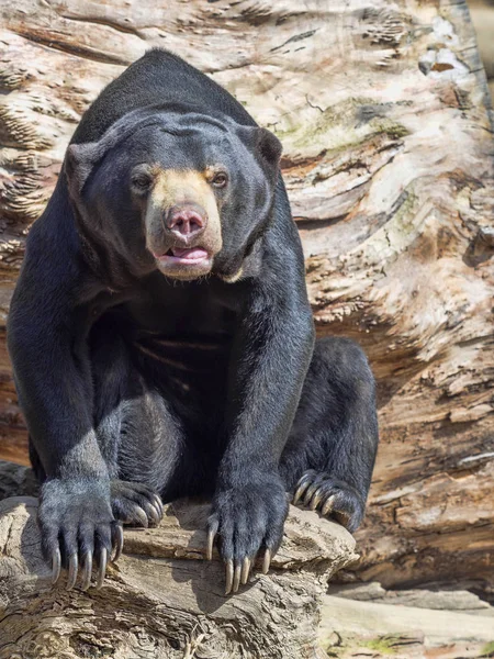 Oso Sol Malasia Helarctos Malayanus Oso Más Pequeño — Foto de Stock