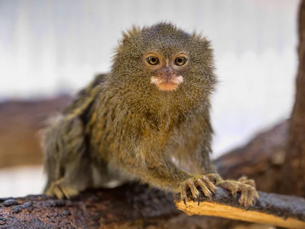 Pygmy Marmoset Callithrix Pygmaea Niveiventris Kvinna Med Baby — Stockfoto