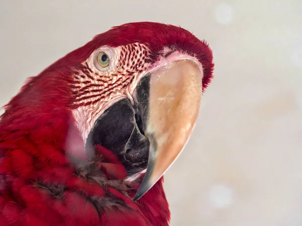 Retrato Red Blue Green Macaw Ara Chloroptera Zoológico Jihlava — Fotografia de Stock