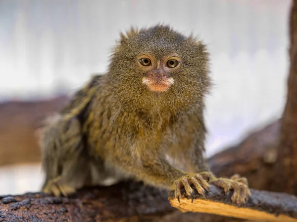 Pygmy Marmoset Callithrix Pygmaea Niveiventris Sitter Ett Träd — Stockfoto