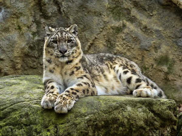 Leopardo Nieve Uncia Ucia Como Mentir Las Rocas — Foto de Stock