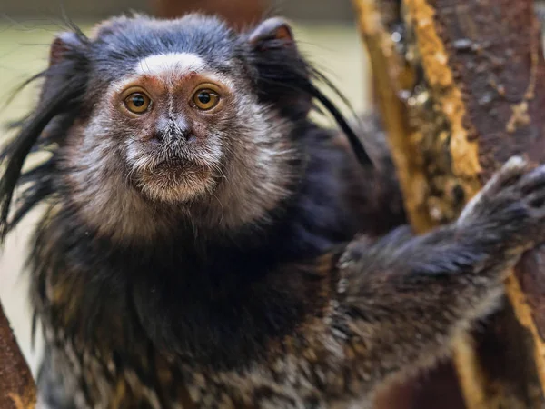 Marmoset Preto Tufado Callithrix Penicillata Tem Grandes Escovas Cabelo Cabeça — Fotografia de Stock