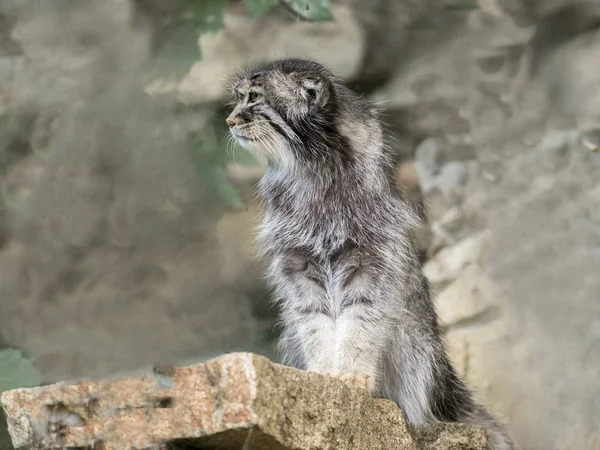 Otocolobus マヌルネコ Pallas 猫に見える — ストック写真