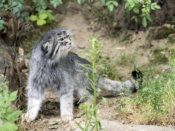 Otocolobus マヌルネコ Pallas 猫に見える — ストック写真