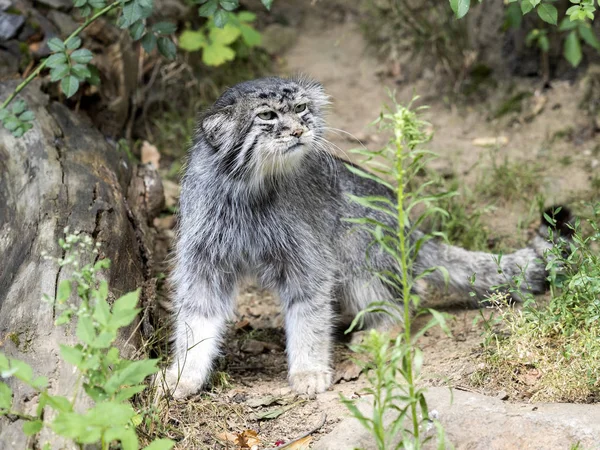 Pallas kedisi, Otocolobus manul, etrafına bakıyor