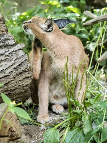 Porträtt Kvinnlig Caracal Caracal Caracal — Stockfoto