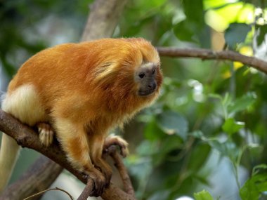 Alışılmadık şekilde renkli altın aslan Tamarin Leontopithecus rosalia