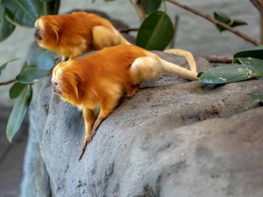Alışılmadık şekilde renkli altın aslan Tamarin Leontopithecus rosalia