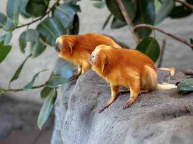 Alışılmadık şekilde renkli altın aslan Tamarin Leontopithecus rosalia