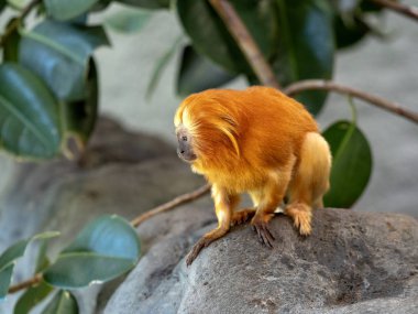 Alışılmadık şekilde renkli altın aslan Tamarin Leontopithecus rosalia