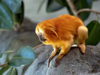 Alışılmadık şekilde renkli altın aslan Tamarin Leontopithecus rosalia