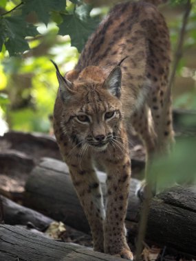 İskandinav Lynx Lynx lynx lynx, orman portre