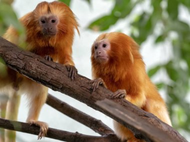 Alışılmadık şekilde renkli altın aslan Tamarin Leontopithecus rosalia
