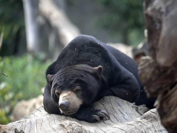 Urso Sol Malaio Helarctos Malayanus Descansando Enorme Tronco Árvore — Fotografia de Stock