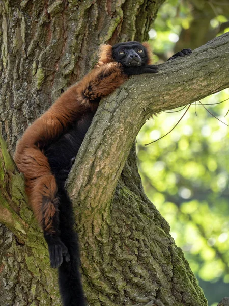 Röd Vari Varecia Rubra Sitter Hög Träd — Stockfoto