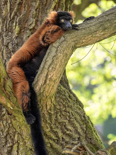 Червоний Між Lemur Varecia Rubra Сидячи Високому Дереві — стокове фото