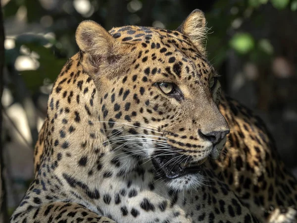 Портрет Женщины Шри Ланки Леопард Panthera Pardus Kotiya — стоковое фото