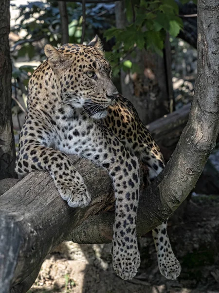 Sri Lanka Leopardo Panthera Pardus Kotiya Descansando Sobre Tronco Árvore — Fotografia de Stock