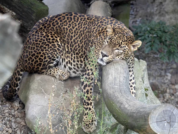 Mannelijke Sri Lanka Luipaard Panthera Pardus Kotiya Rustend Boomstam — Stockfoto