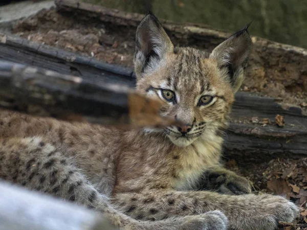 Yuung Σκανδιναβική Λυγξ Lynx Lynx Lynx Κρυμμένα Στο Δάσος — Φωτογραφία Αρχείου