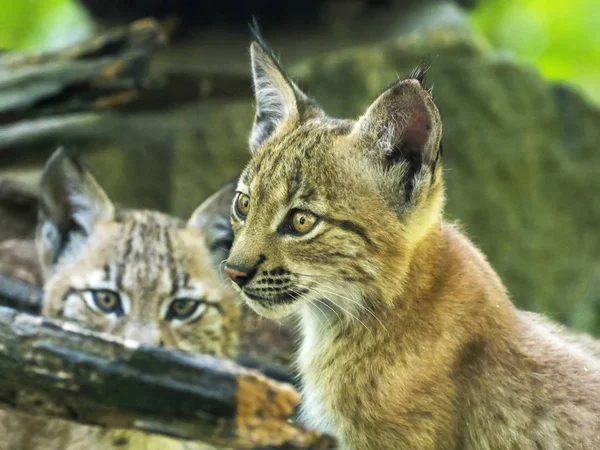 jirousek.zoo-foto.cz