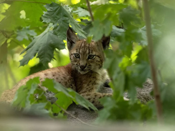 Yuung 斯堪的纳维亚猞猁 山猫山猫山猫 隐藏在森林中 — 图库照片