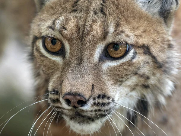 北欧猞猁的肖像 山猫猞猁山猫 在森林 — 图库照片