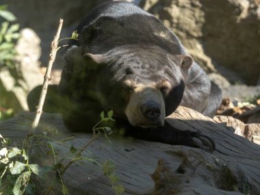 Malaya Güneş ayı, Helarctos malayanus dinlenme
