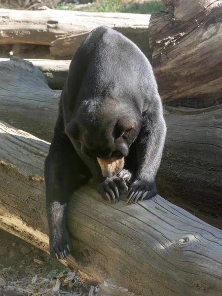 Urso Sol Malaio Repouso Helarctos Malayanus — Fotografia de Stock
