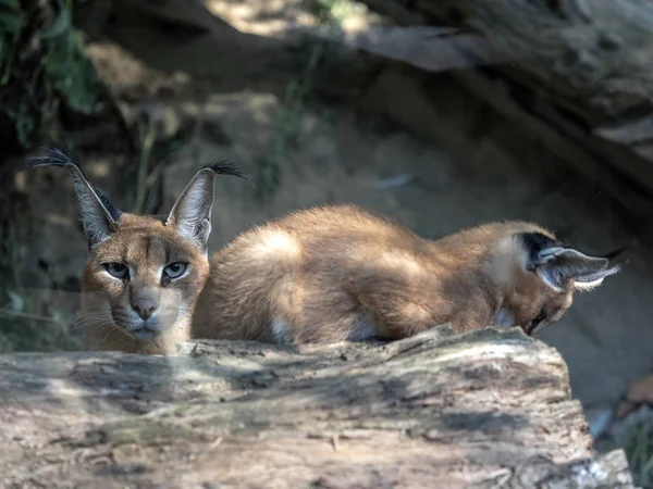 Perempuan Dengan Caracal Muda Caracal Caracal — Stok Foto