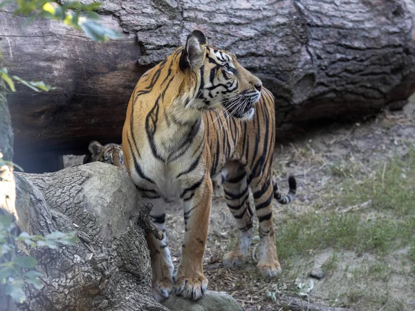 Tigre Sumatra Femelle Adulte Panthera Tigris Sumatrae — Photo