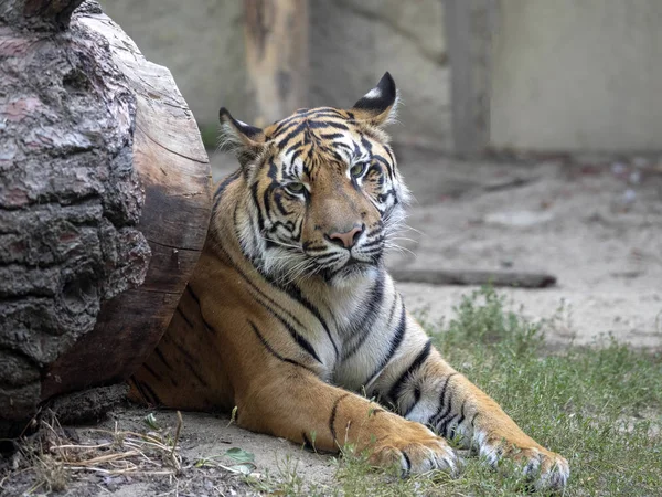 Tigre Sumatra Femenino Adulto Panthera Tigris Sumatrae — Foto de Stock